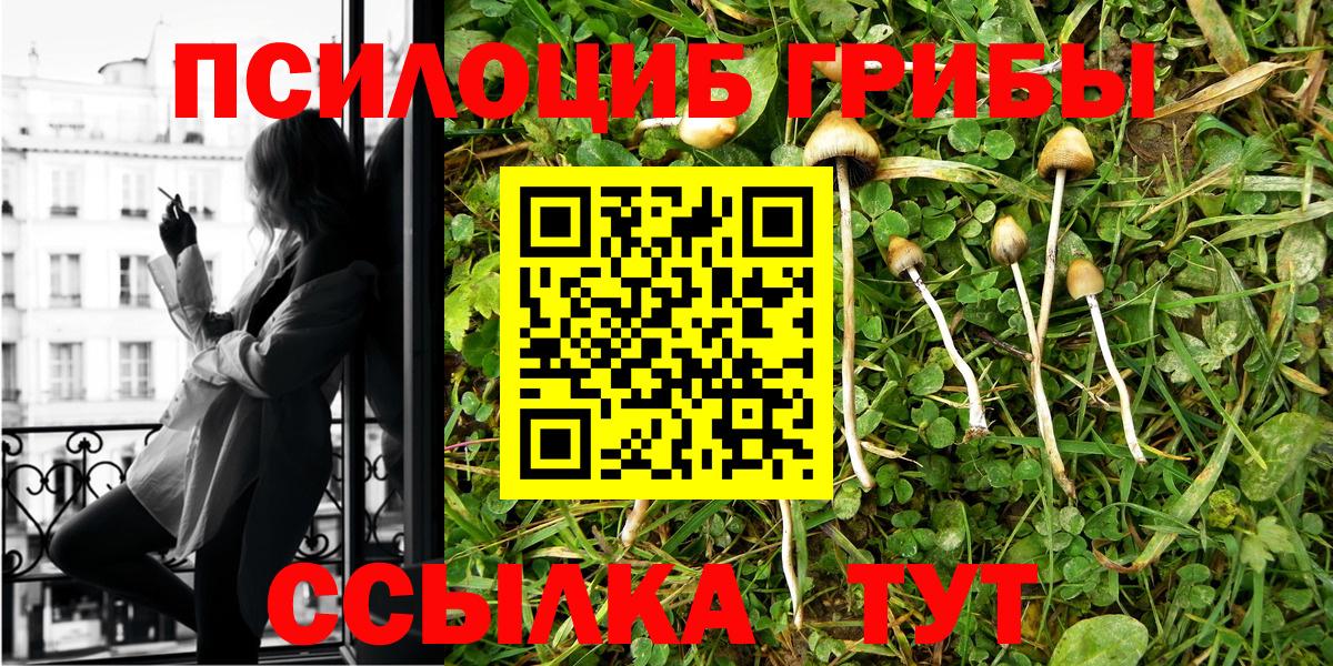Псилоцибиновые грибы Cubensis Сосновый Бор